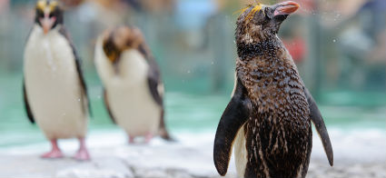 Calgary Zoo
